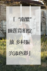 “南繁”睡莲竞相绽放 乡村振兴添色彩