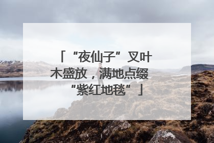 “夜仙子”叉叶木盛放，满地点缀“紫红地毯”