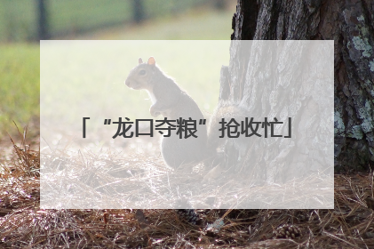 “龙口夺粮”抢收忙