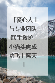 爱心人士与专业团队联手救护 小猫头鹰成功飞上蓝天