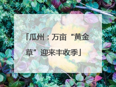 瓜州：万亩“黄金草”迎来丰收季