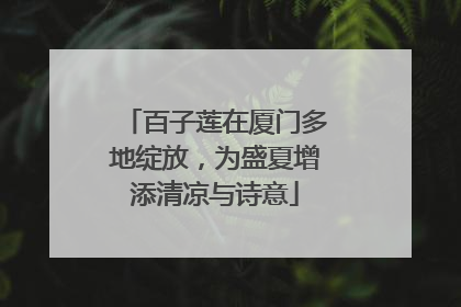 百子莲在厦门多地绽放，为盛夏增添清凉与诗意