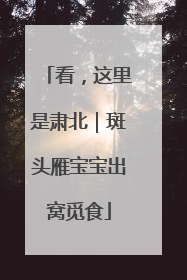 看，这里是肃北｜斑头雁宝宝出窝觅食