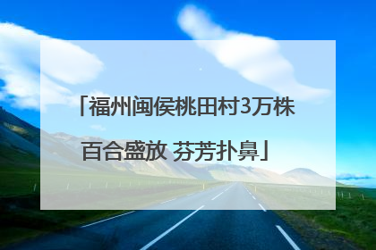 福州闽侯桃田村3万株百合盛放 芬芳扑鼻