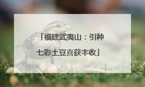 福建武夷山：引种七彩土豆喜获丰收