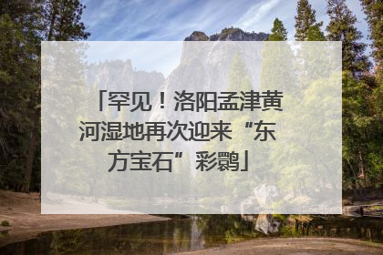 罕见！洛阳孟津黄河湿地再次迎来“东方宝石”彩鹮
