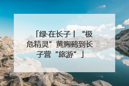 绿·在长子丨“极危精灵”黄胸鹀到长子营“旅游”