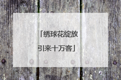 绣球花绽放 引来十万客