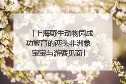 上海野生动物园成功繁育的两头非洲象宝宝与游客见面