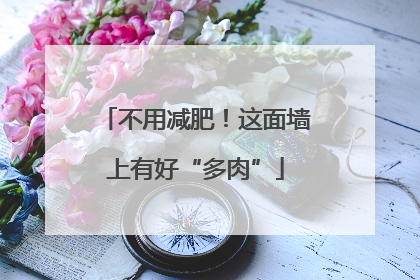 不用减肥！这面墙上有好“多肉”
