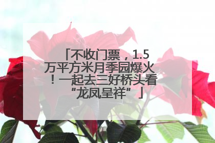 不收门票，1.5万平方米月季园爆火！一起去三好桥头看“龙凤呈祥”