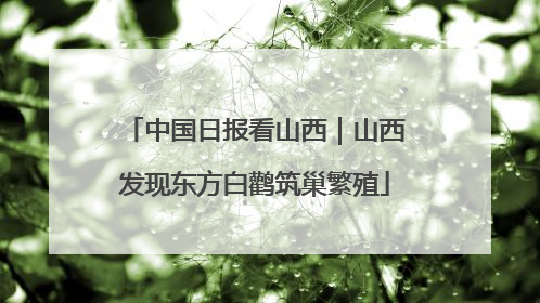 中国日报看山西｜山西发现东方白鹳筑巢繁殖
