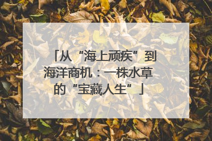 从“海上顽疾”到海洋商机：一株水草的“宝藏人生”
