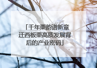千年栗韵谱新章 迁西板栗高质发展背后的产业密码