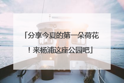 分享今夏的第一朵荷花！来杨浦这座公园吧