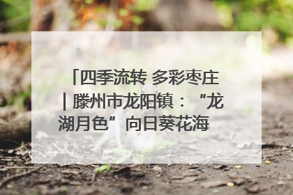 四季流转 多彩枣庄｜滕州市龙阳镇：“龙湖月色”向日葵花海 绘就乡村振兴新画卷