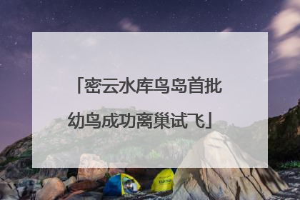 密云水库鸟岛首批幼鸟成功离巢试飞