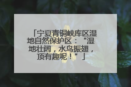 宁夏青铜峡库区湿地自然保护区：“湿地壮阔，水鸟振翅，顶有趣呢！”