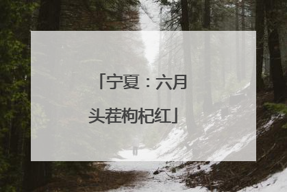 宁夏：六月头茬枸杞红