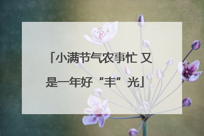 小满节气农事忙 又是一年好“丰”光