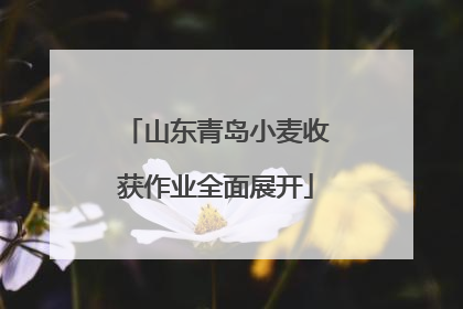 山东青岛小麦收获作业全面展开