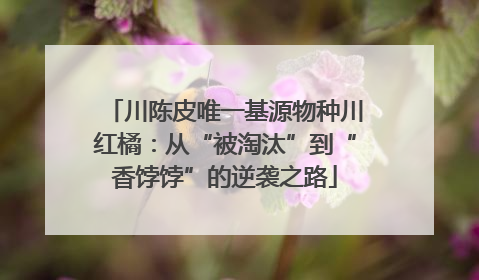 川陈皮唯一基源物种川红橘：从“被淘汰”到“香饽饽”的逆袭之路
