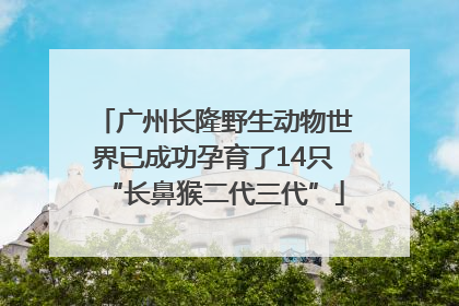 广州长隆野生动物世界已成功孕育了14只“长鼻猴二代三代”