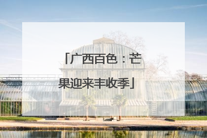 广西百色：芒果迎来丰收季