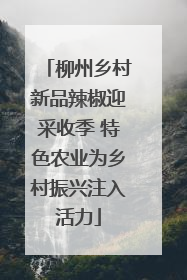 柳州乡村新品辣椒迎采收季 特色农业为乡村振兴注入活力
