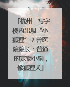 杭州一写字楼内出现“小狐狸”？兽医院院长：普通的宠物小狗，像狐狸犬