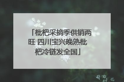 枇杷采摘季供销两旺 四川宝兴晚熟枇杷冷链发全国