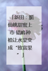 新田：脆仙桃甜蜜上市 错峰种植让水果变成“致富果”