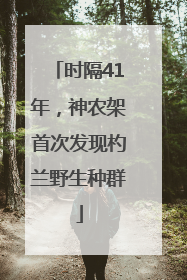 时隔41年，神农架首次发现杓兰野生种群