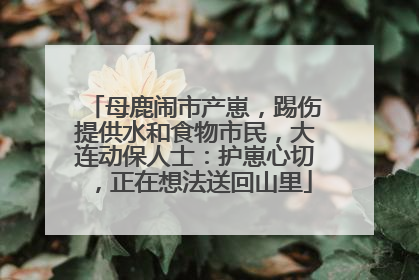 母鹿闹市产崽，踢伤提供水和食物市民，大连动保人士：护崽心切，正在想法送回山里