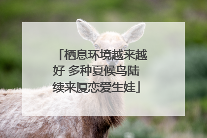 栖息环境越来越好 多种夏候鸟陆续来厦恋爱生娃