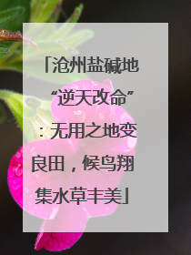 沧州盐碱地“逆天改命”：无用之地变良田，候鸟翔集水草丰美