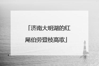济南大明湖的红尾伯劳登枝高歌