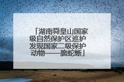 湖南舜皇山国家级自然保护区巡护发现国家二级保护动物——脆蛇蜥