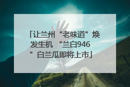 让兰州“老味道”焕发生机 “兰白946”白兰瓜即将上市