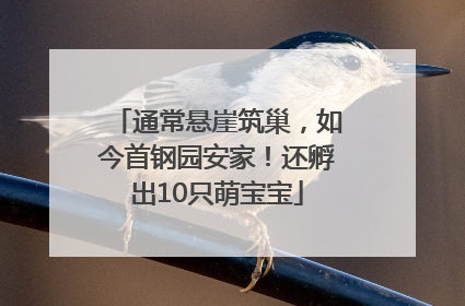 通常悬崖筑巢，如今首钢园安家！还孵出10只萌宝宝