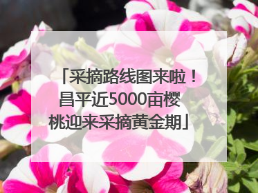 采摘路线图来啦！昌平近5000亩樱桃迎来采摘黄金期