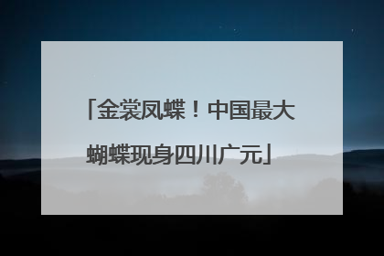 金裳凤蝶！中国最大蝴蝶现身四川广元