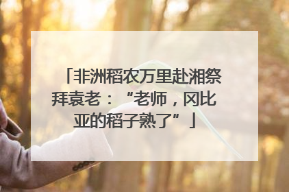 非洲稻农万里赴湘祭拜袁老：“老师，冈比亚的稻子熟了”