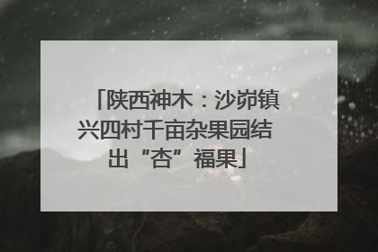 陕西神木：沙峁镇兴四村千亩杂果园结出“杏”福果
