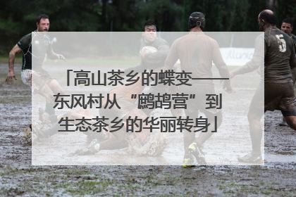 高山茶乡的蝶变——东风村从“鹧鸪营”到生态茶乡的华丽转身