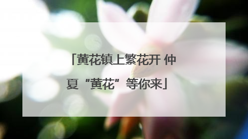 黄花镇上繁花开 仲夏“黄花”等你来